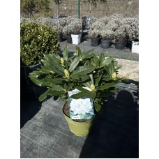 Рододендрон Канінгемс Уайт (Cunningham's White)  С5 60см